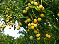 Fruits